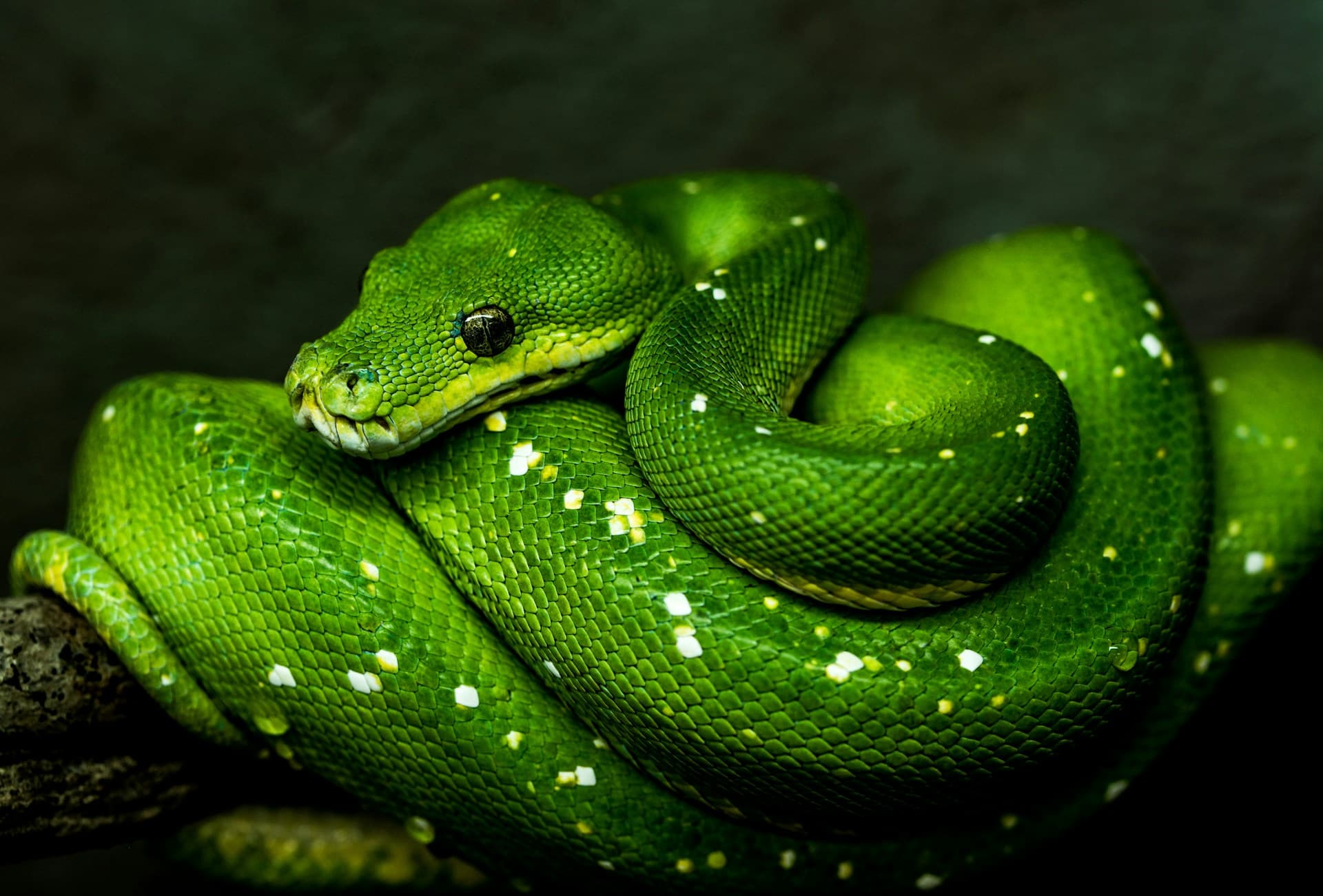 Efficient Data Processing with Python